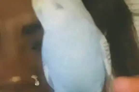 Missing bird Female, Minneapolis (usl547533) - photo