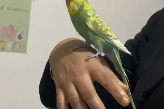 Lost bird Male, Melton (al497505) - photo