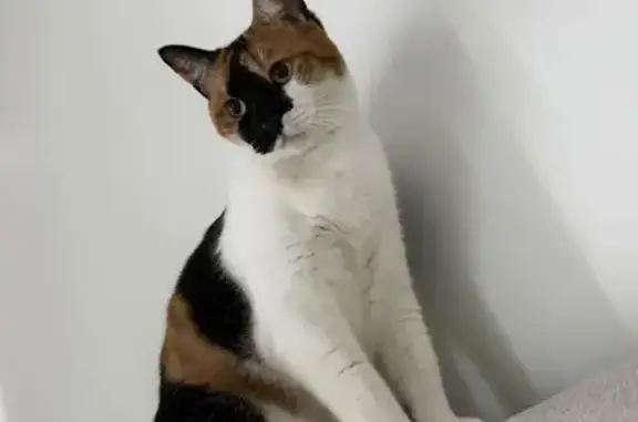 Missing cat Female, Sydney (al497506) - photo