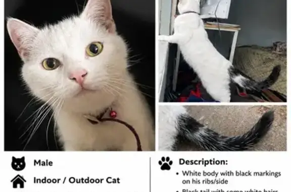 Missing cat Male, Dandenong (al497507) - photo