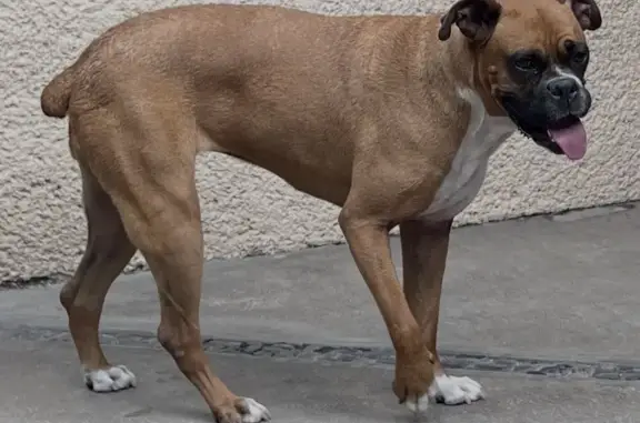 Perro perdido Hembra, Mexico C...