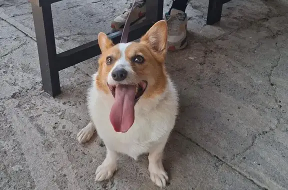 Perro perdido Hembra, Puerto V...