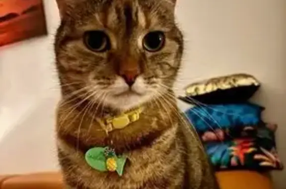 Missing cat Female, Glenella (al497508) - photo
