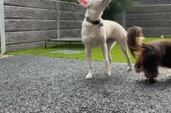 Lost pets Melbourne, photo: Missing dog Male, Melbourne (al497509)