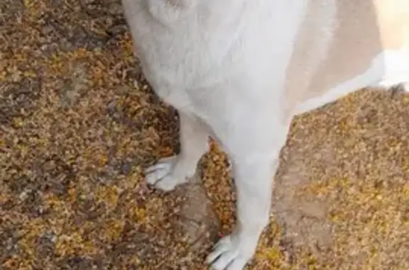 Perro perdido, Diseminado el Regidor, 14, Alcalá de Guadaíra, Dos Hermanas — mastín español canela y blanco - photo