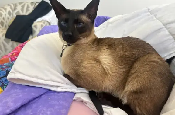 Lost cat, Newman Road, 400A, Brisbane, Oxford Park – male Seal Point Siamese - photo