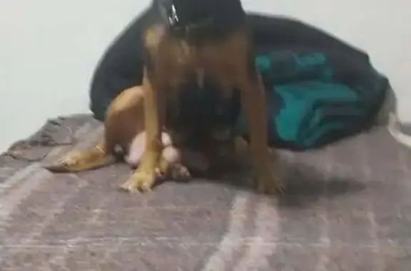 Perro perdido, hembra, Avenida...