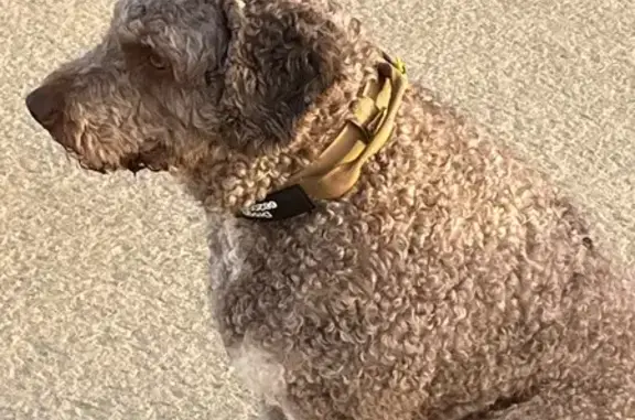 Perro perdido, Calle de la Traiña, 1, El Zabal, La Linea de la Concepcion — macho, color crema, 9 años - photo