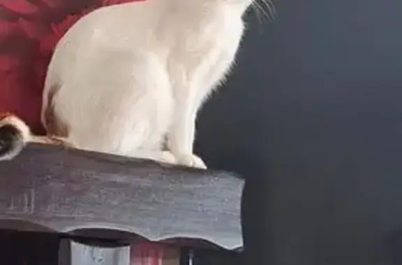 Lost cat, Westfield Road, 40, Rowley Regis — female, white with tabby markings - photo