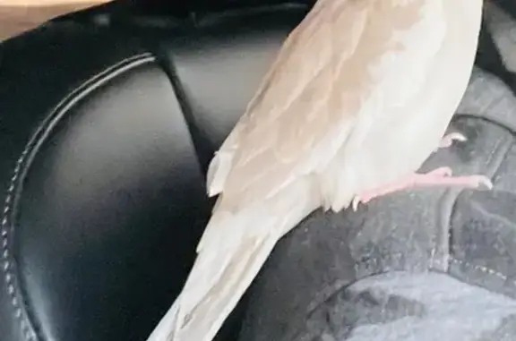 Lost bird, Benares Crescent, Sydney, Stanhope Gardens — male white cockatiel with tall crest - photo
