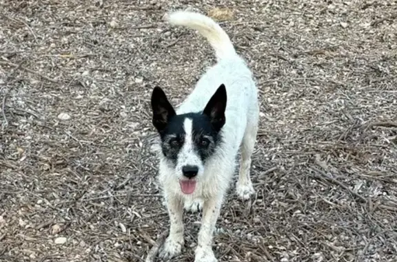 Perro perdido, Tortosa — muy sociable - photo