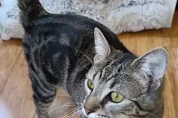 Missing cat Saint Marys, photo: Lost cat, Kungala Street, Sydney, Saint Marys — very friendly female