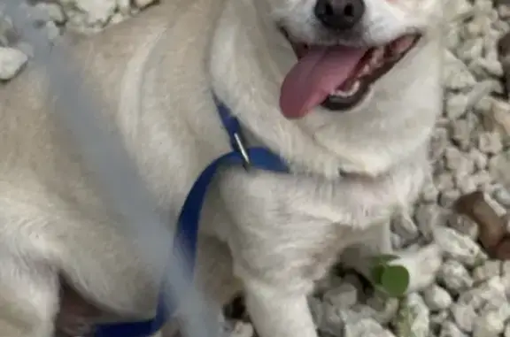 Found pets Homestead, photo: Found dog, Southwest 296th Street, 16801, Homestead — cream female Chihuahua with a blue leash