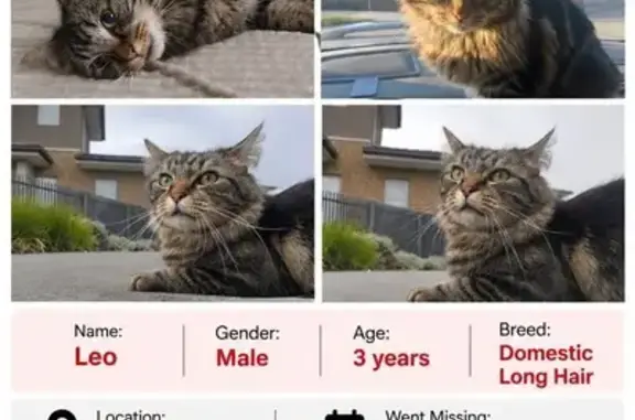 Lost cat, male, Casey City, Victoria, Melbourne — medium short-haired tabby - photo