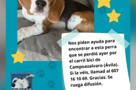 Perro perdido, Ávila, Valladolid — tricolor y de carácter asustadizo - photo