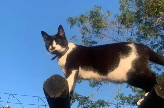 Lost cat, Broadlands Road, England, Southampton — black and white female cat - photo