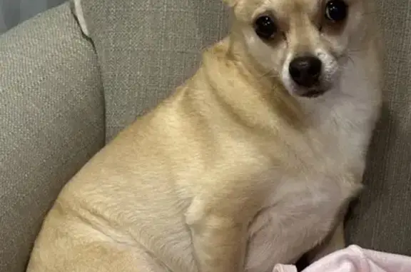 Lost dog, Pearl Road, Ohio, Cleveland — skittish 12-year-old Chihuahua with a light gray collar - photo