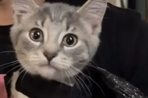 Lost male cat, Southwood Road, 16, Newington — grey and white, about 3 months old - photo