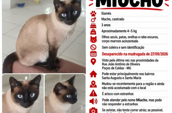 Gato perdido, Rua João Antônio...