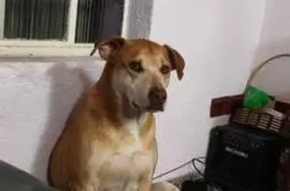 Cachorro perdido, Extrema, Min...