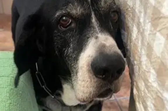 Perro perdido, Villanueva de la Concepción, Andalucía, Antequera — tiene problemas de visión y oído - photo