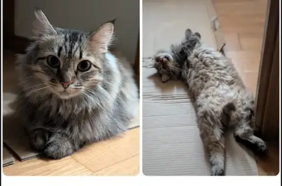 Gata grisácea, ojos verdes, cola pequeña entre piernas. Asustadiza. Se escapó por la Terrassa Est Carrer de Joaquím de Vayreda. Rescatada de las calles, castrada y con chip. Ayúdenos a encontrarla. Gracias
