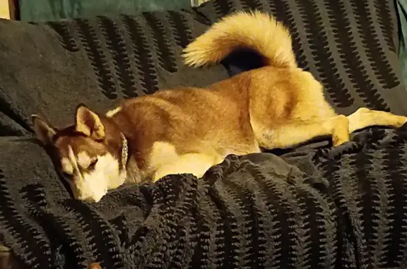 Reddish brown with white female huskie. Blue eyes, white marking on her back between shoulders. Spayed. She tore a hole in our fence and got out, chasing deer. Micro chipped.(900085001890831)