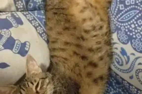 Gato perdido, Novelda, Comunidad Valenciana, Madrid — responde al nombre de Agus - photo
