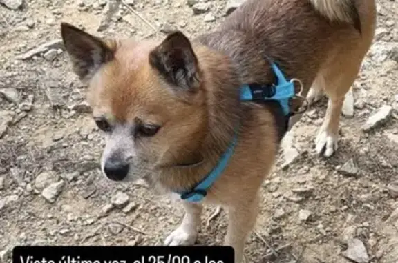 Perro perdido macho, Carrer de Llobera, 12, Nou Barris - photo