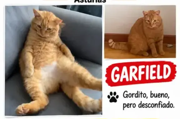 Gato perdido, Ujo, Mieres, Asturias, España, Pozuelo de Alarcon — pelirrojo y gordito - photo