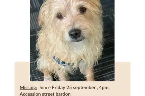 Lost male dog, Coopers Camp Road, 7, Brisbane — 12-year-old sandy-coloured mixed terrier - photo