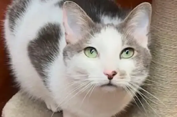 Lost cat, Wesley Chapel Road, 2458, Decatur, Norcross — male with bright green eyes - photo