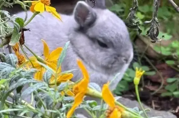 Lost pets Adelaide, photo: Lost rabbit, Magill Road, 498, Burnside, Adelaide — female Netherland Dwarf with blue eyes