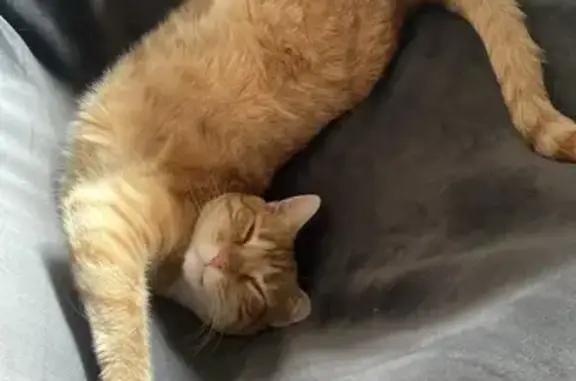 Gato perdido, Calle la Magdalena, 2, Segovia — naranja/amarillo y 3 patas - photo