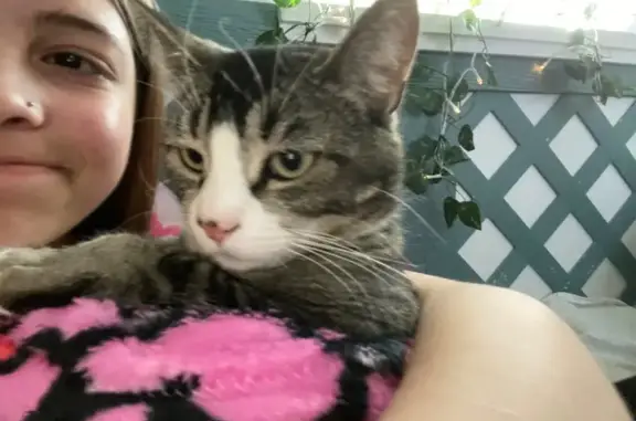 Lost cat, female, Cheyenne Meadows Road, 1236, Arlington — sweet with green eyes - photo