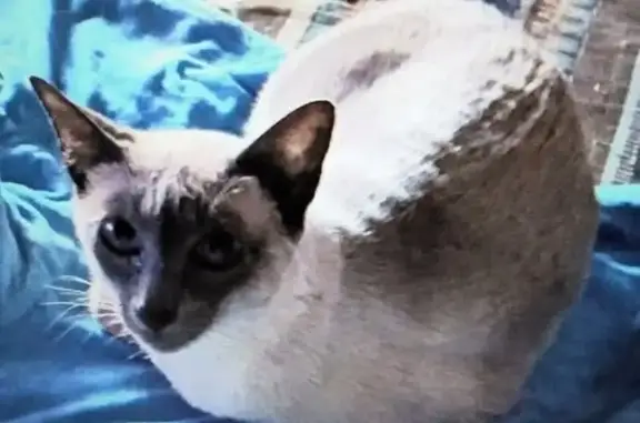Lost female cat, Liberty Avenue, 1837, Reading — blue Siamese, 9 years old - photo