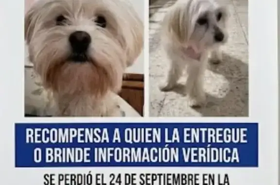 Perro perdido, hembra, Calle M...