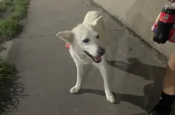 Perro encontrado Chihuahua, foto: Perro encontrado, Calle Árbol de la Lluvia, Chihuahua — blanco con pañuelito rojo
