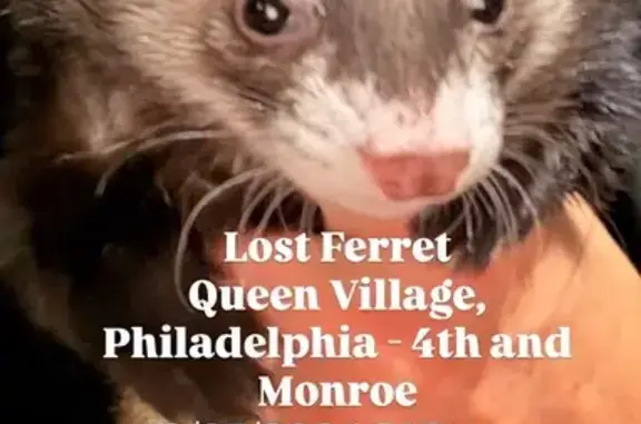 Lost male cat, South 4th Street, 722, Arlington — slipped out through a mail slot - photo