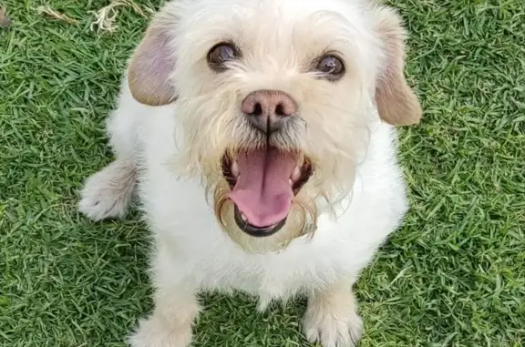 Perro perdido, hembra, 1ra Cerrada de Carril, Ciudad de México, Iztapalapa — cruza de Schnauzer beige - photo
