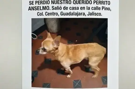 Perro perdido, Calle Pino Suár...