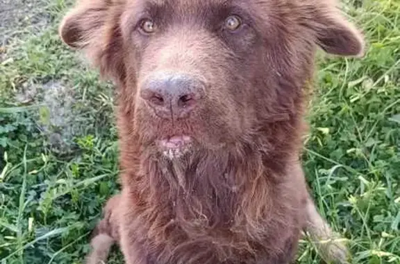 Perro perdido, Benahadux, Andalucía, Almeria — grande y marrón, con 3 patas - photo