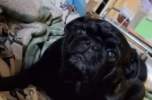 Lost dog, Abelia Street, 7, Playford, Salisbury — male black pug - photo