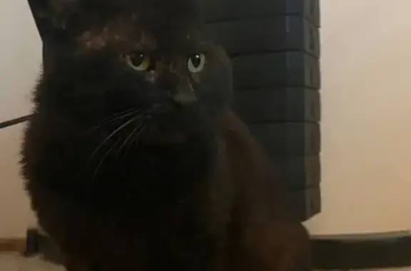 Found cat Adelaide, photo: Found cat, Playford, South Australia, Adelaide — male with golden eyes