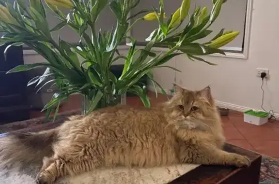 Lost cat, male, Maitland Road, 265, Newcastle — orange coat - photo