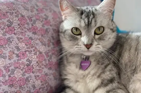 Lost female cat, Justin Street, 70, Inner West Council, Sydney — shy and silver-white striped - photo