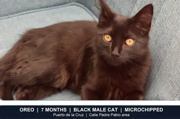 Gato perdido, Calle Padre Pablo, Puerto de la Cruz, La Orotava — negro, 7 meses - photo