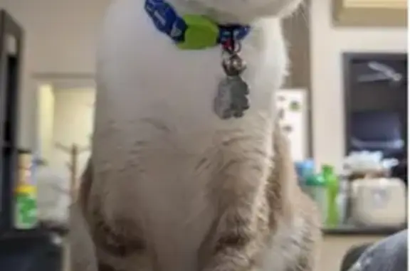 Lost cat, Seletar Green View, 22, Serangoon — male with a flipped ear and blurred eye - photo