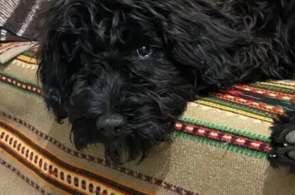 Зникла собака, С141219, Раковець — самець, 1,5 року, біла пляма на шиї - photo