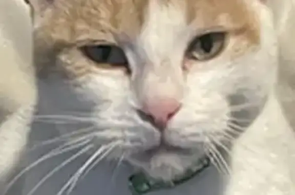 Lost pets Strathfield, photo: Lost cat, Frederick Street, 2D, Campbelltown, Strathfield — female with orange patches